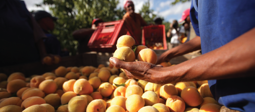 South African farmers pick peaches
