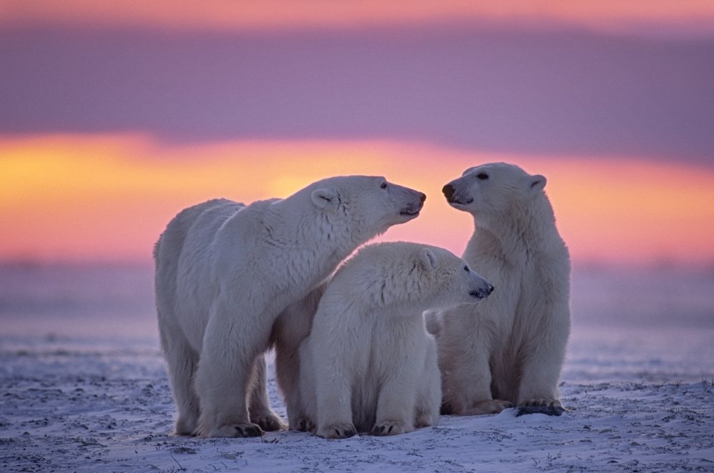 Three polar bears in the snow