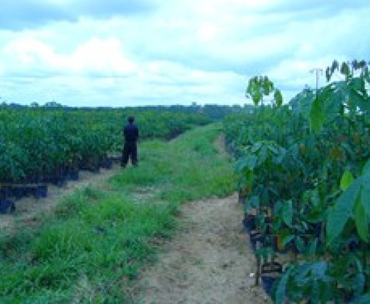 Promoting Responsible Agricultural Investments in Africa