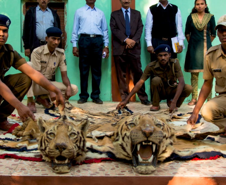 Wild Laws: China and Its Role in Illicit Wildlife Trade