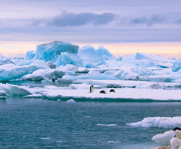 Antarctica ice and penguins picture