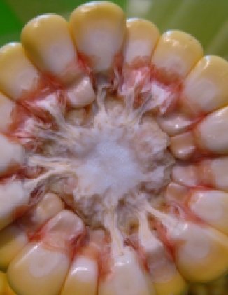 Subsidizing Inequality:  Mexican Corn Policy Since NAFTA