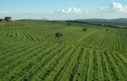 Strengthening Sustainable Food Production in Brazil and the Southern Cone