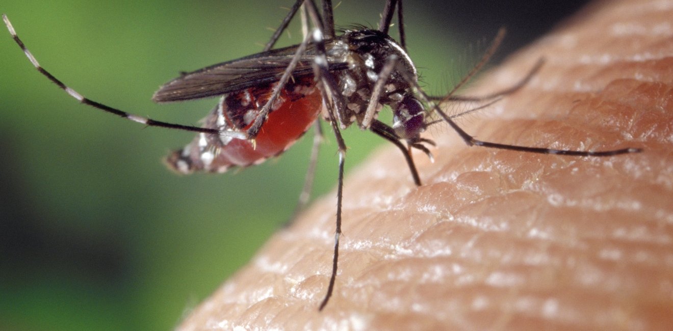 The Potential and Challenge of Gene Drives