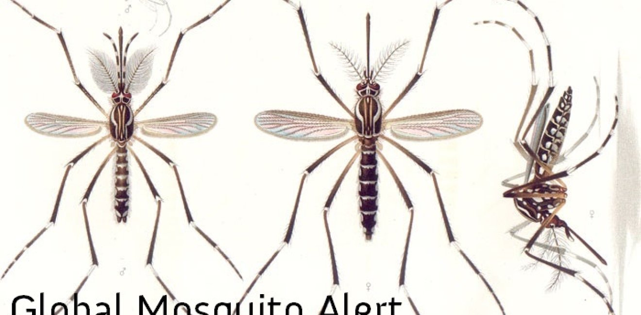 PRESS RELEASE: Global Mosquito Alert