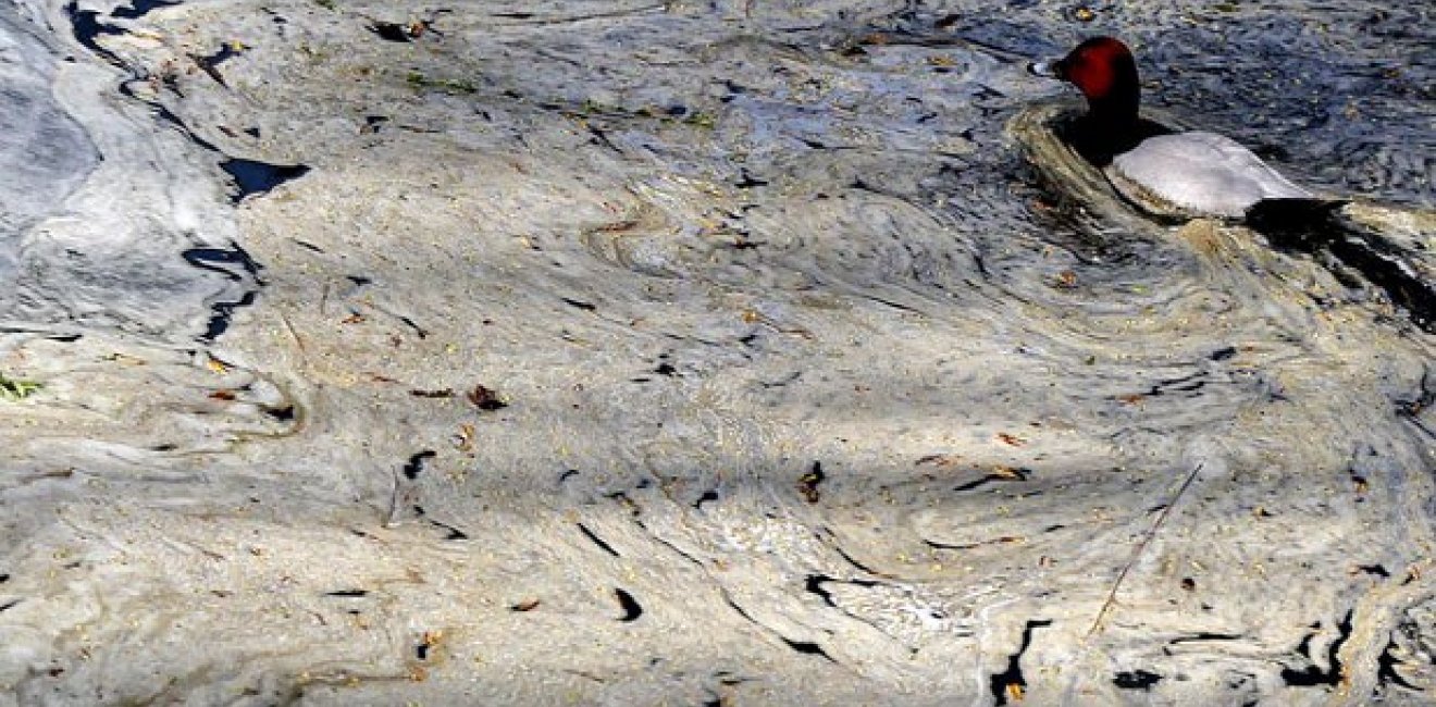CEF Director Jennifer Turner was Quoted at Metro on China's Water Pollution