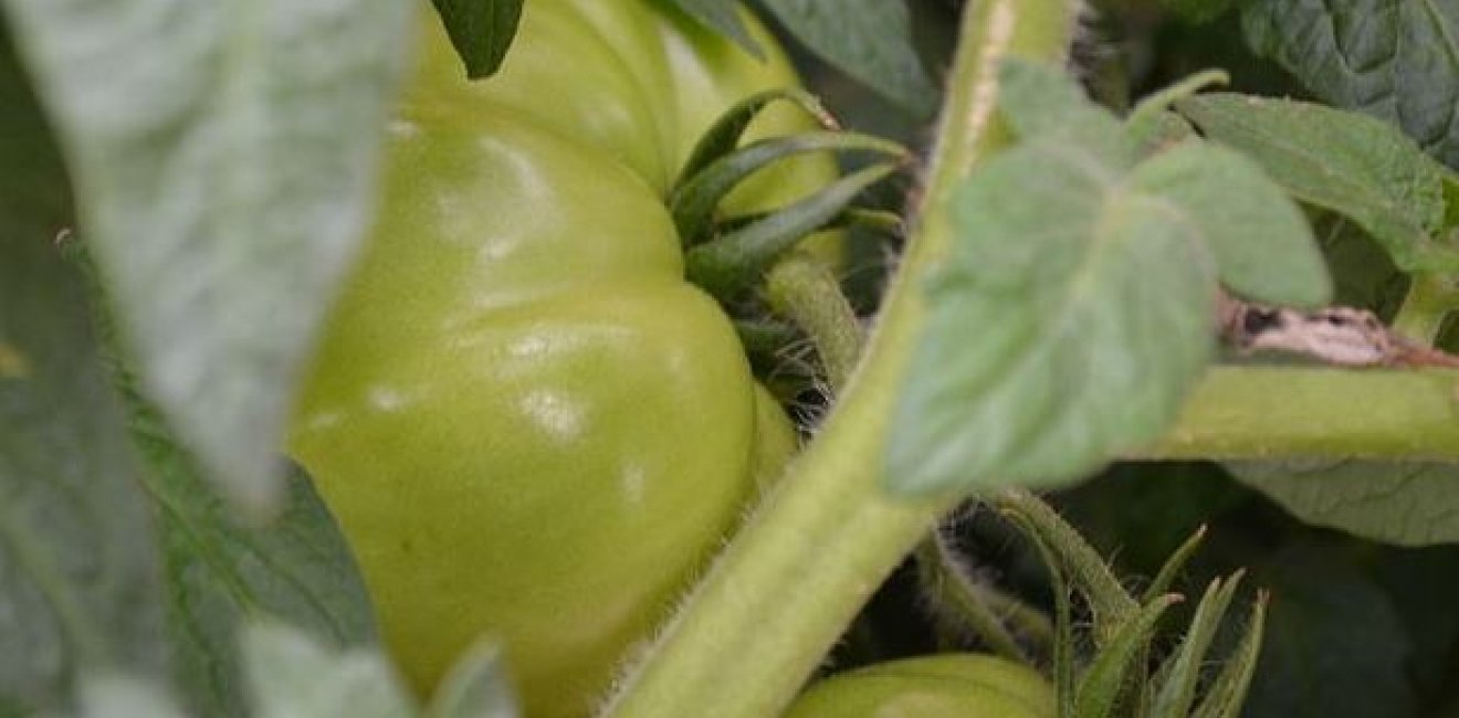 800px-Green_Tomatoes