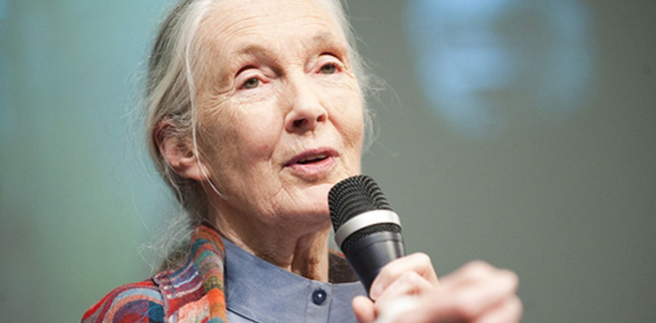 Jane Goodall 615w (att World Bank Photo Collection)