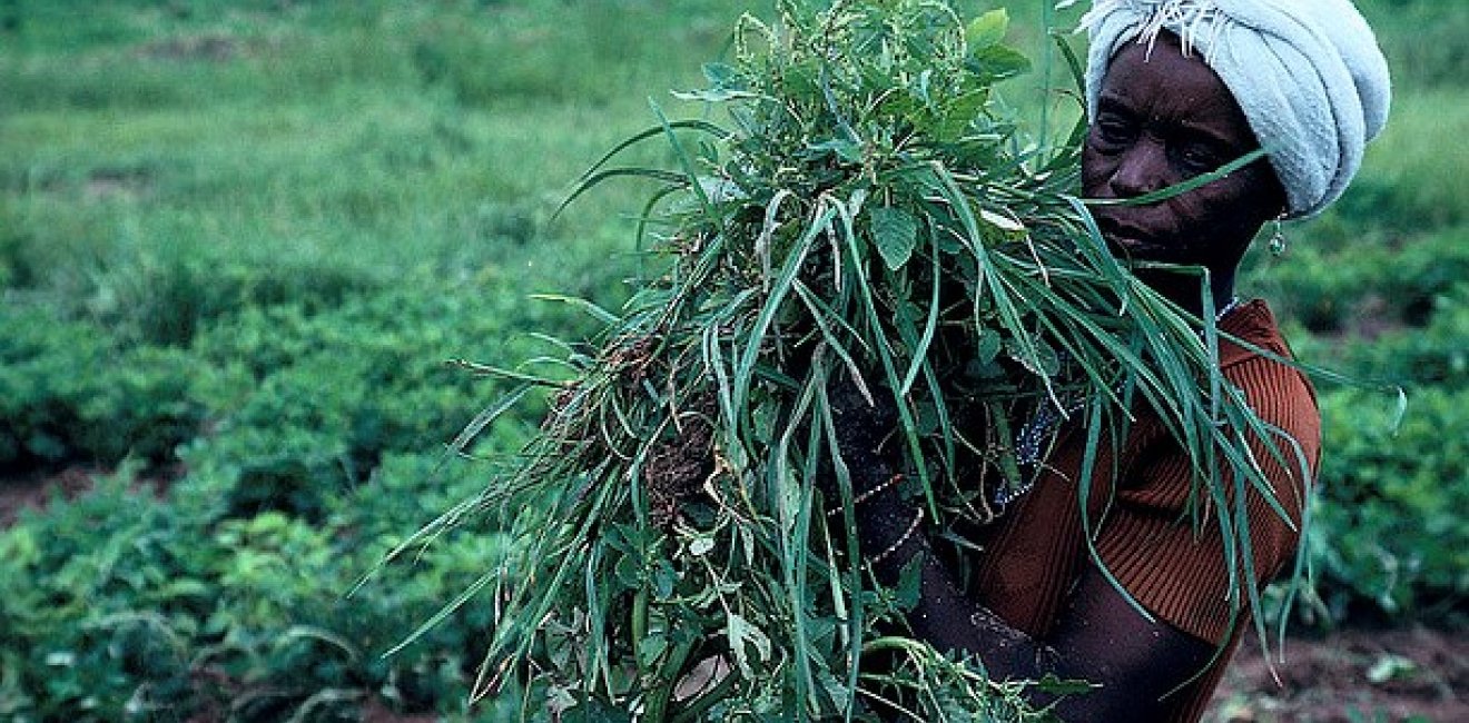 Women in agriculture