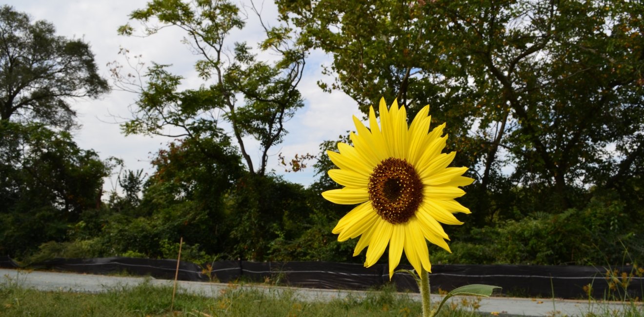 Bioblitzes in Action: Applications for Citizen Science