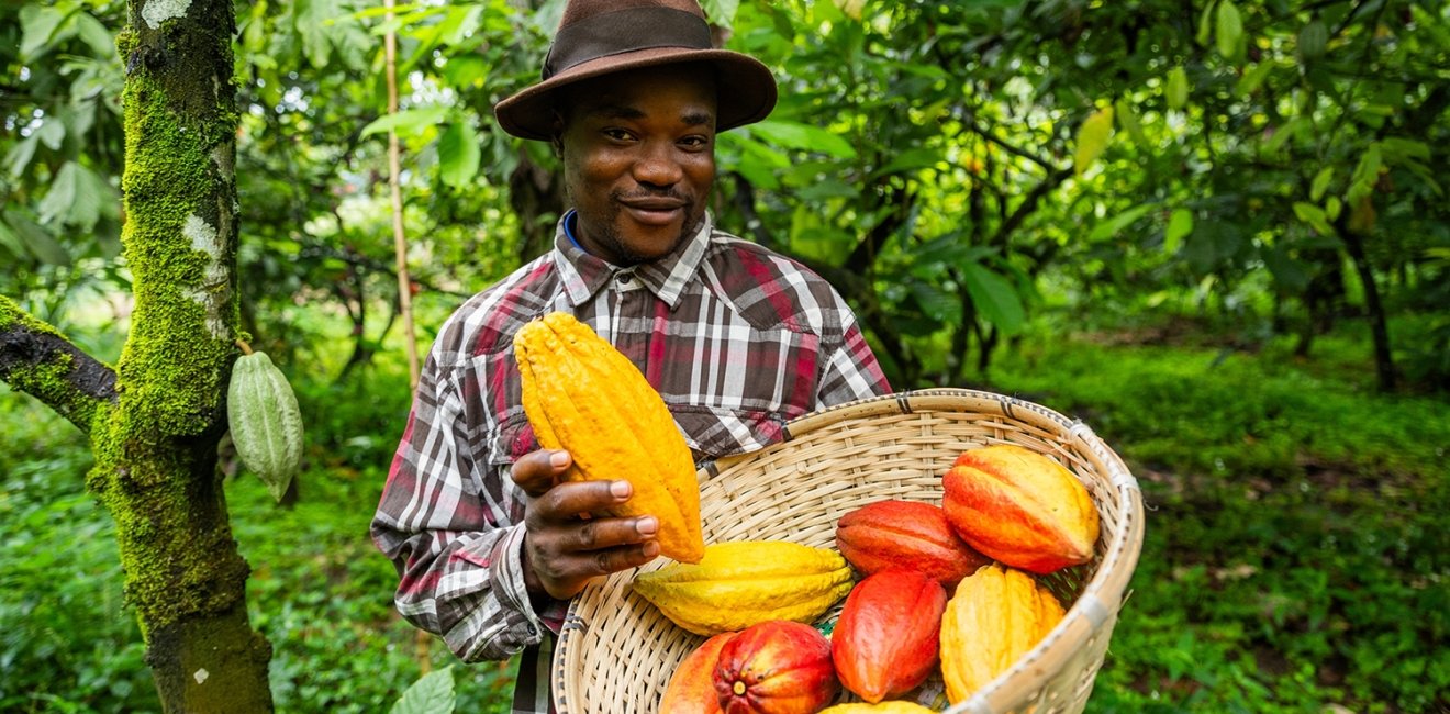 A smiling African farmer harvesting cocoa pods on the plantation, production of chocolate in Africa