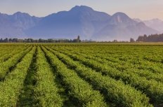 Canadian Blueberry Farm