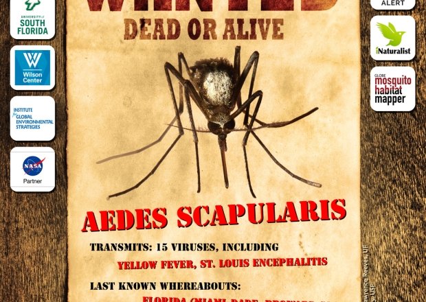 Wanted Dead or Alive: Aedes Scapularis