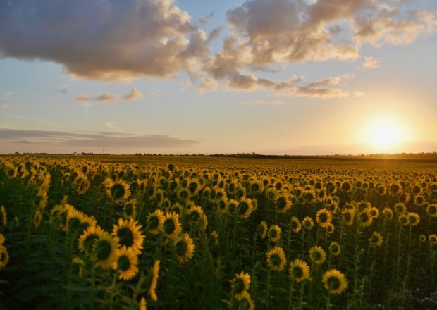Sunflowers in a field