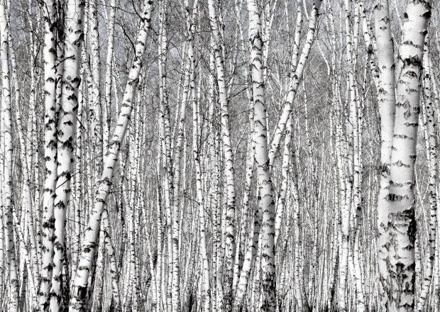 birch forest