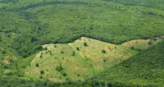 (Agri)business as Usual: Curbing Deforestation in the Amazon Rainforest