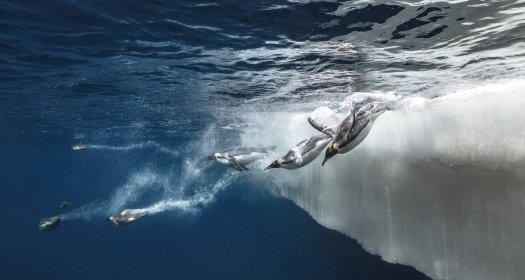 Penguins in Antarctica