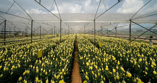 Large flower-filled greenhouse in Dalat