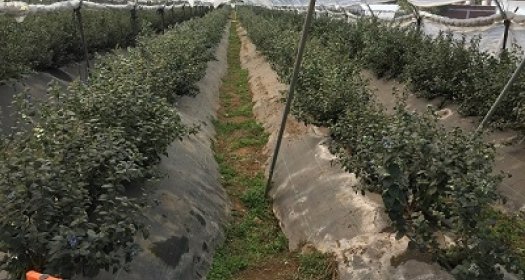 greenhouse inside