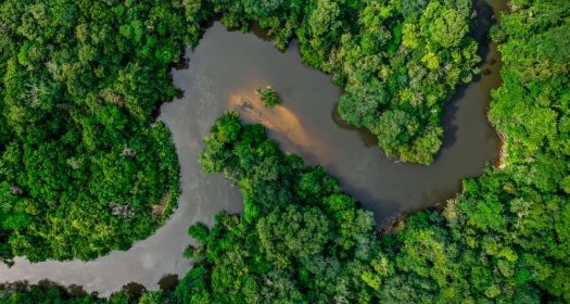 Jungle and river in the Amazon