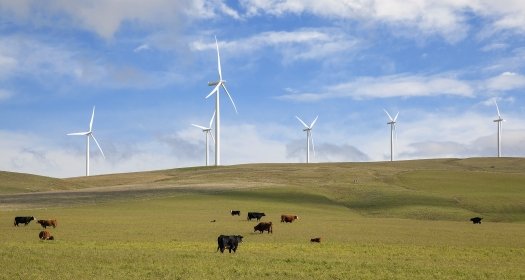 cows and wind turbines