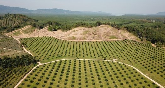 Image - Deforestation in the Brazilian Amazon