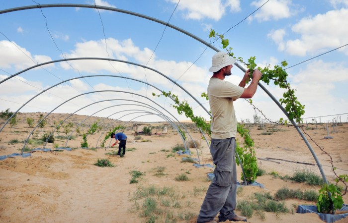 Israeli farmers in Negev 