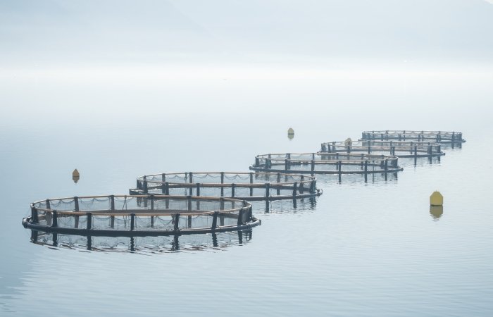 Argentina’s Tierra del Fuego Bans Salmon Farming