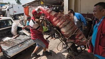 Delivery of a shark to the fish department of the Mercado Principal in Campeche, Mexico
