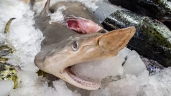 Fresh Shark to buy at an Mexico Market with the head and open mouth forward