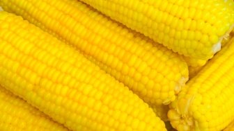 Background of boiled sweet corn. Stock of fresh corn. Close up of yellow corn. Thai style street food. Many pieces of delicious boil corns. Several ears of delicious boiled corn.