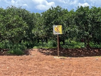 Orange Grove Path