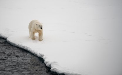 Photo of a polar bear