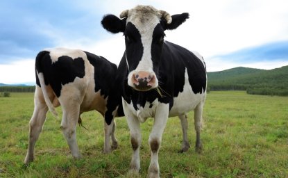 Milking the dairy industry