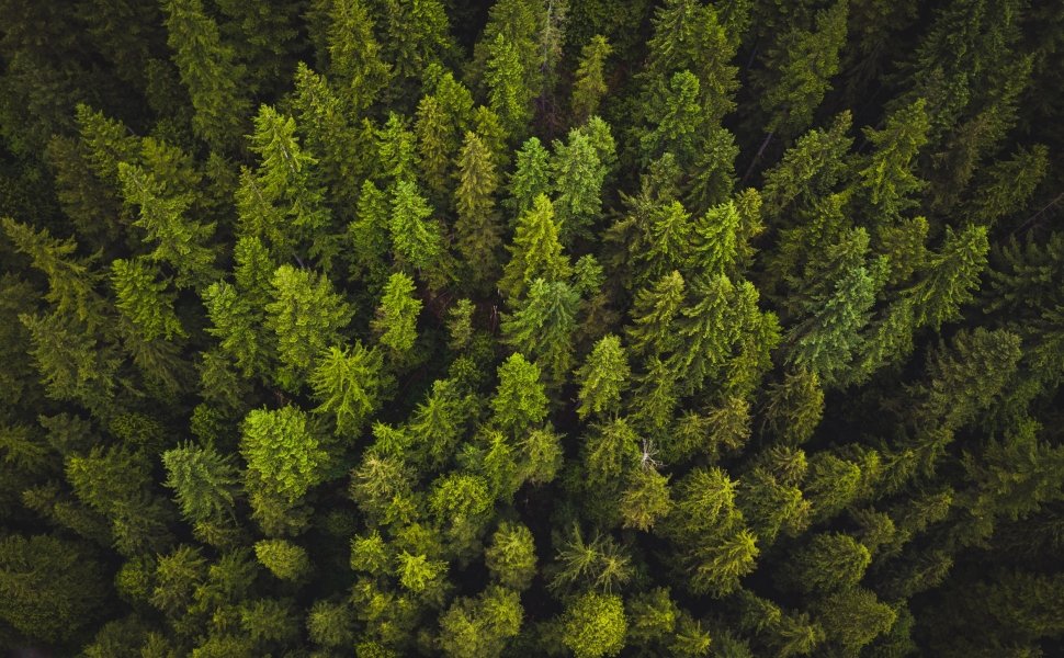 Vancouver Forest