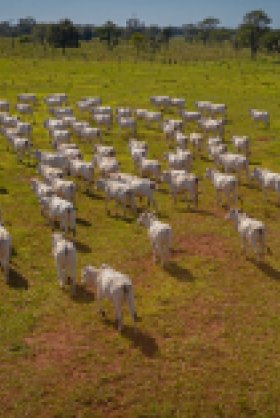Image - Supply Chain Management for Beef Production/Exports and Deforestation in Brazil