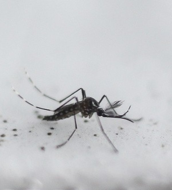 Global Mosquito Alert