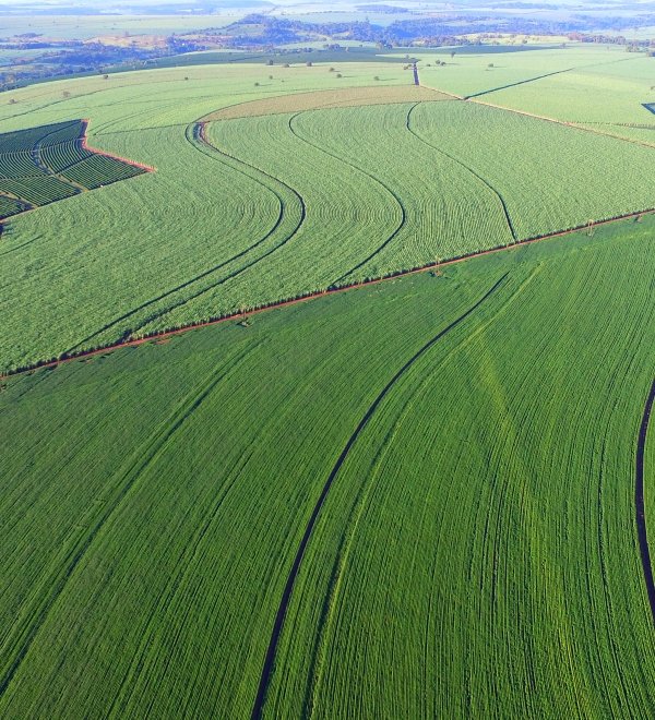 Sustainable Agriculture in the Tropics: A Conversation on Best Practices with Brazil’s Minister of Agriculture Tereza Cristina