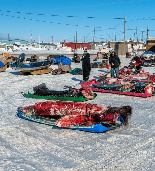 Subsistence Whale Harvest Activities