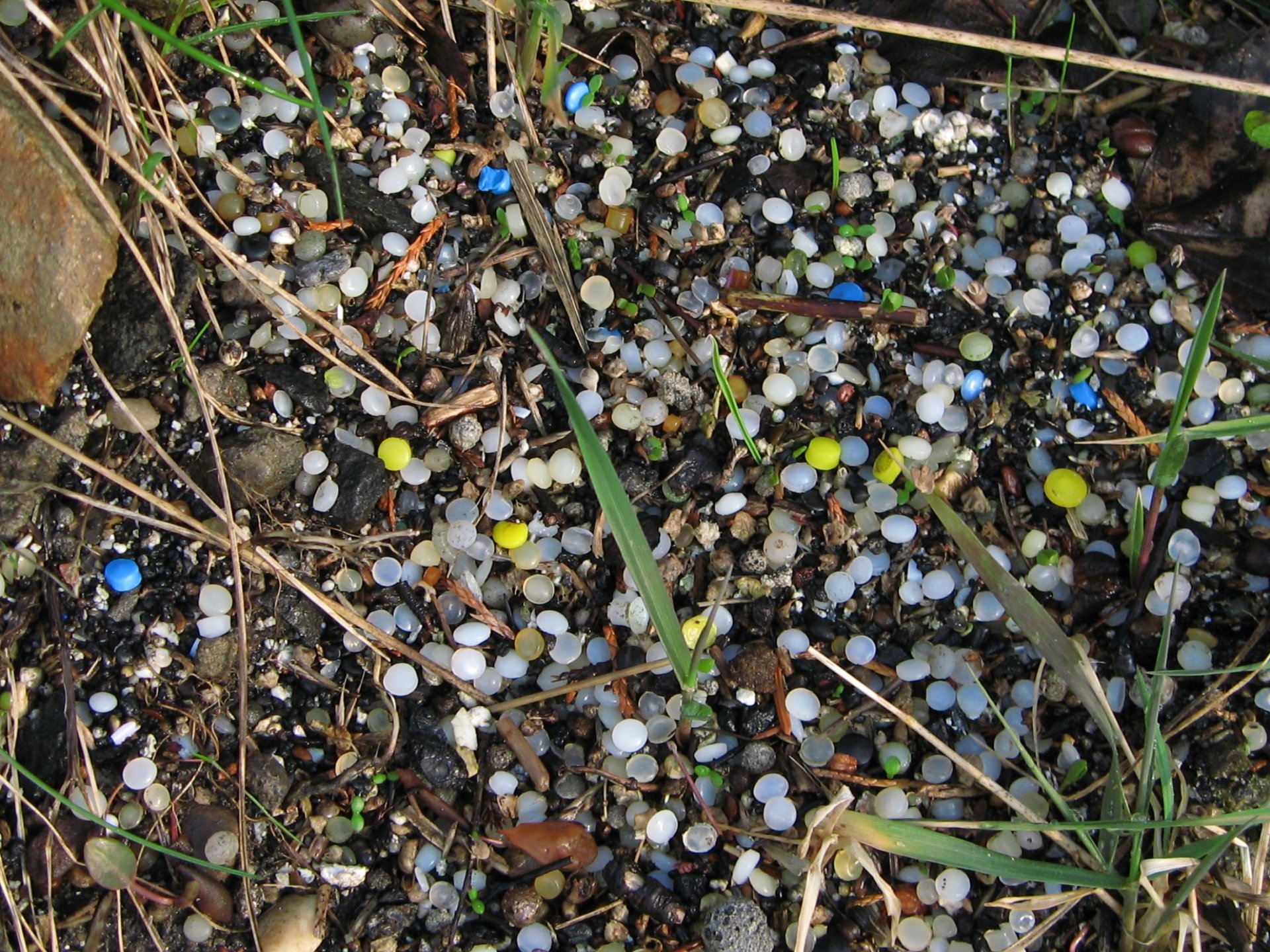 Nurdles all over the ground with a few shoots of grass poking out