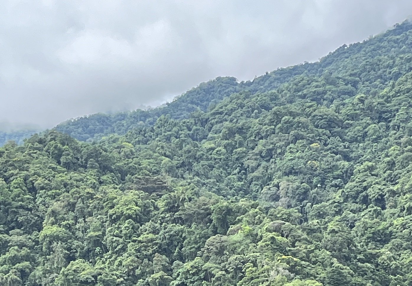 Darien jungle mountaintop