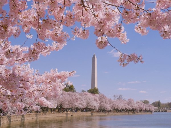 The Washington Monument in the distance with cherry blossoms in the foreground