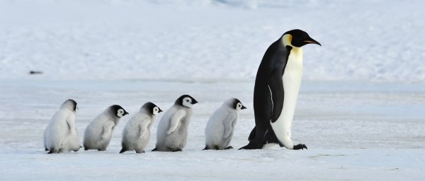 Emperor Penguin with chicks