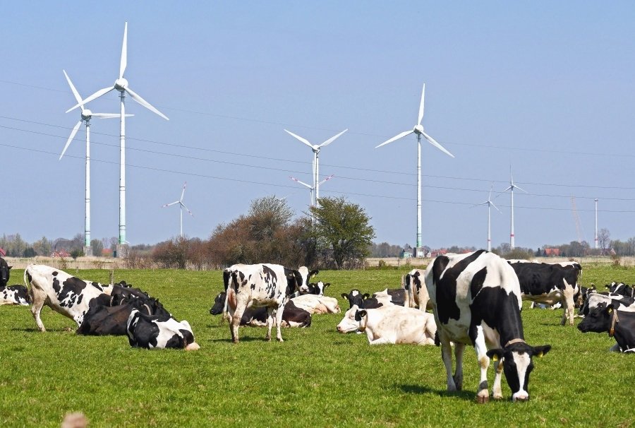 Got Milk? Canada and the U.S. Clash Over Dairy
