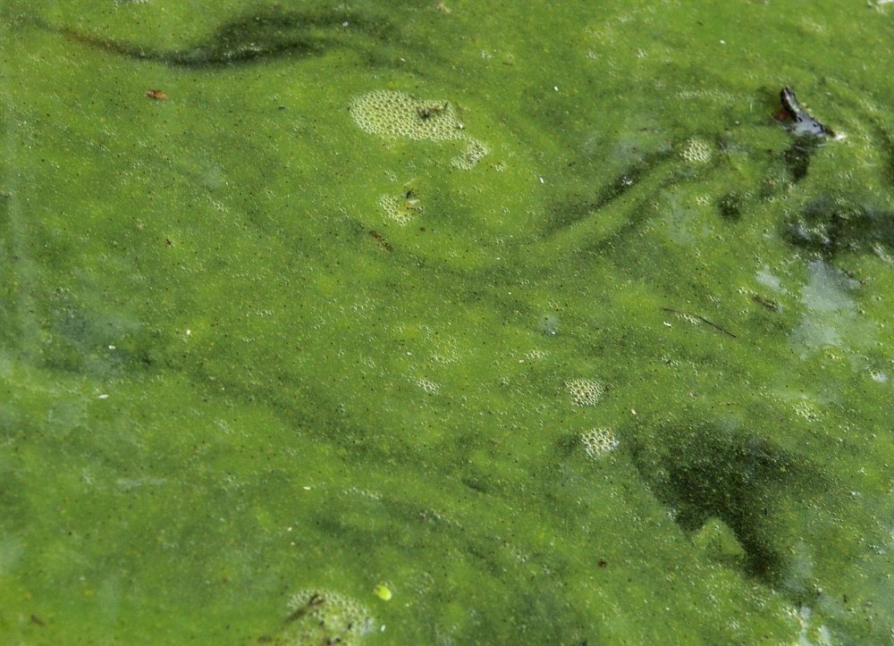 New Algae Research Could Address Climate Change and Food Security Challenges