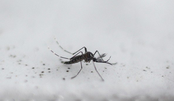 Global Mosquito Alert