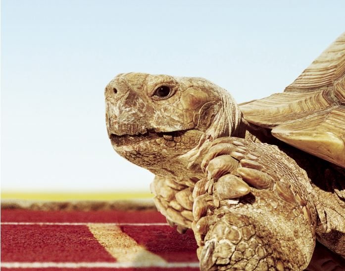 Slow and Steady Will Not Win the Race: Trade Negotiations, IP Protections and Canada’s Pharmaceutical Industry