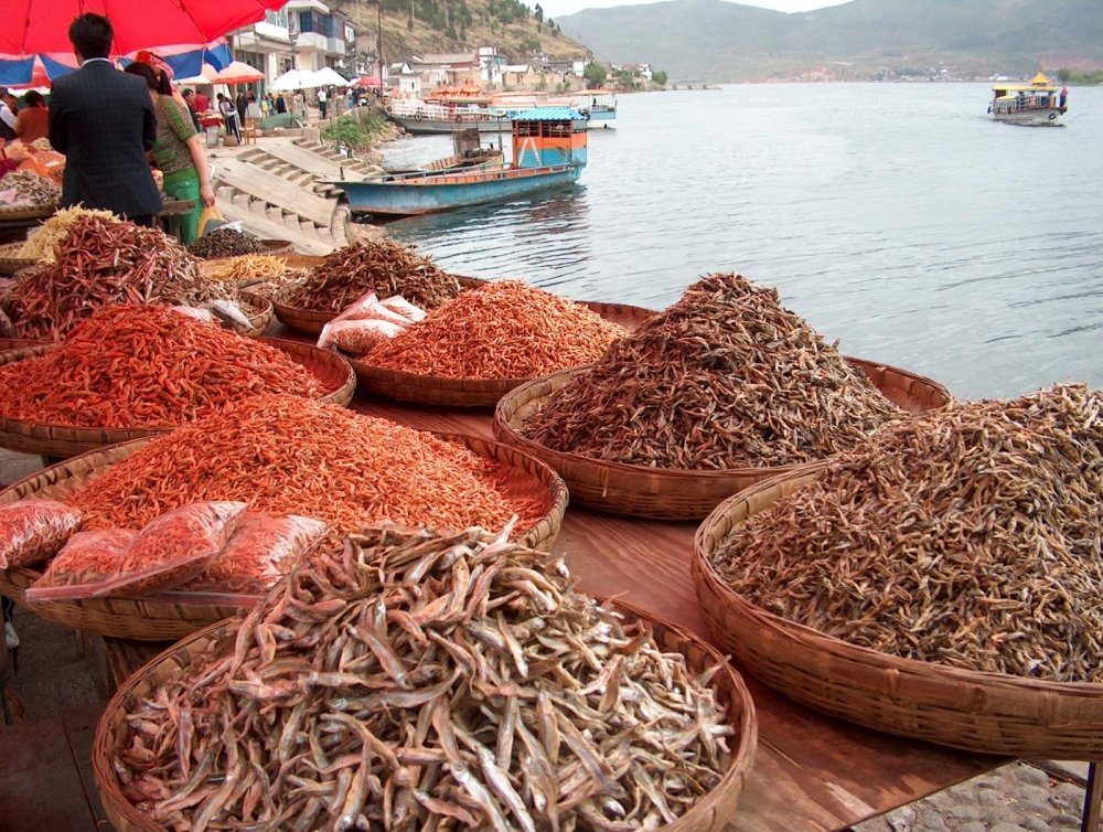Sustainable Fishing and the Health of the World’s Oceans