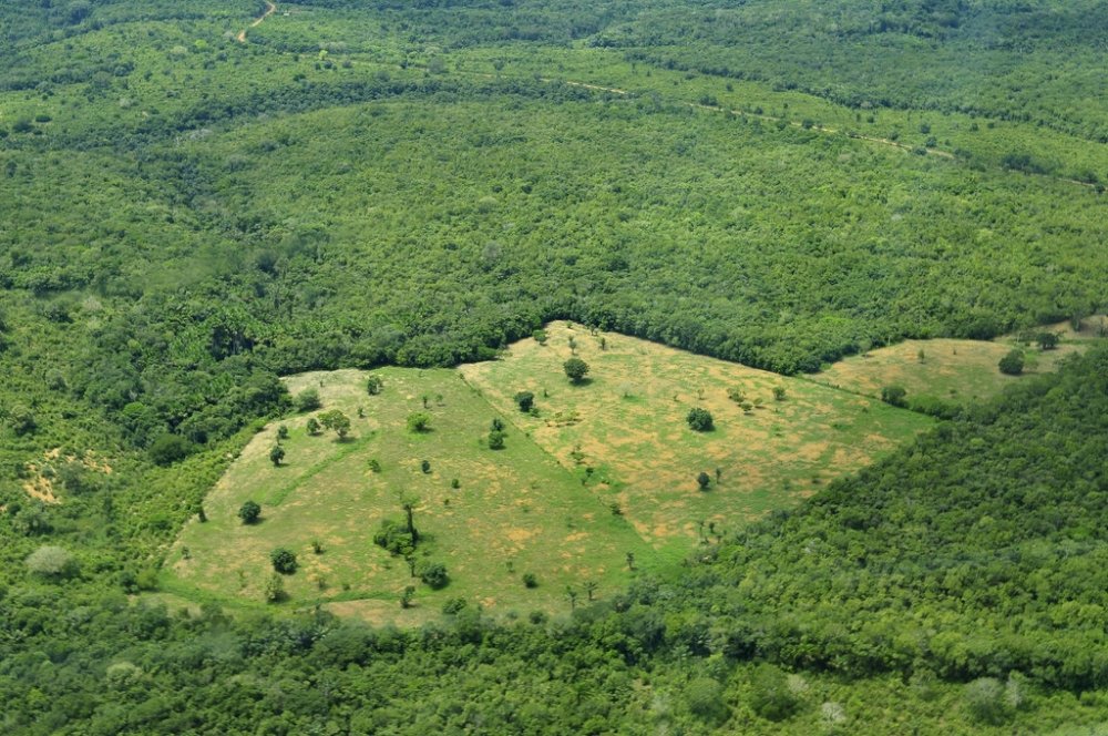 (Agri)business as Usual: Curbing Deforestation in the Amazon Rainforest