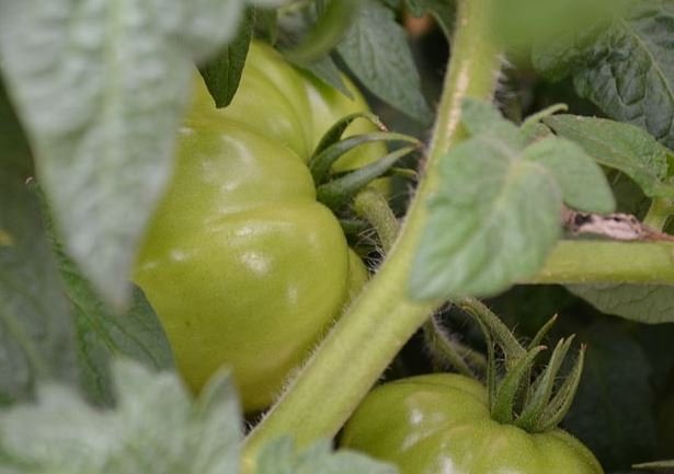 800px-Green_Tomatoes